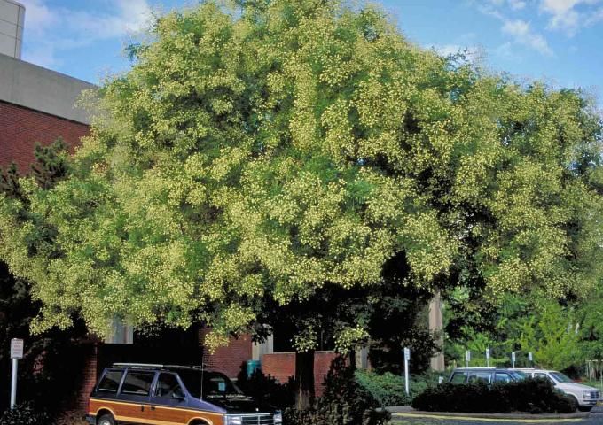 Figure 1. Middle-aged Sophora japonica: scholar tree