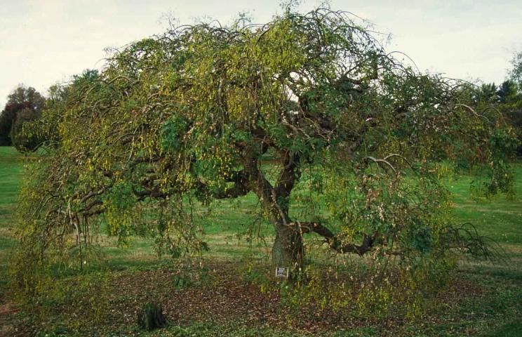 Figure 1. Young Sophora japonica 'Pendula': weeping scholar tree