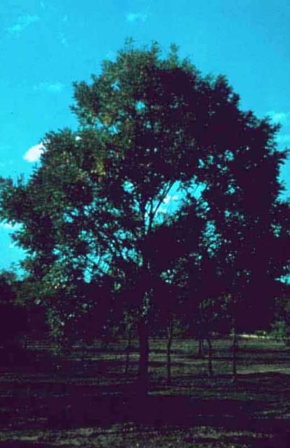 Figure 1. Middle-aged Sophora japonica 'Princeton Upright': 'Princeton Upright' scholar tree