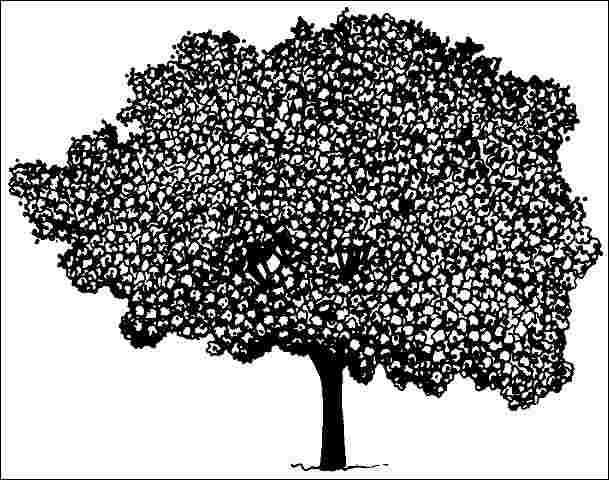 Figure 1. Middle-aged Sophora japonica 'Regent': 'Regent' scholar tree