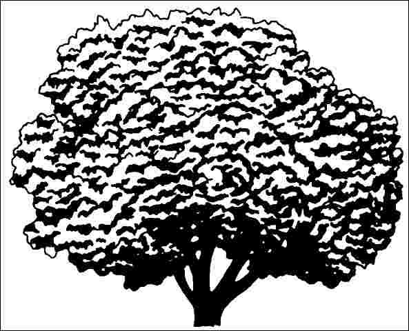 Figure 1. Mature Sorbus alnifolia: Korean Mountain-Ash