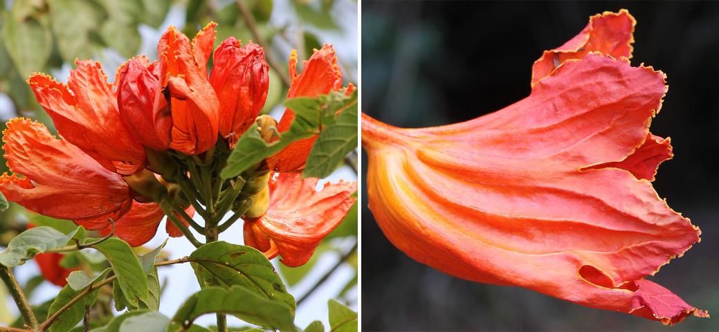 Figure 4. Flower, Variation—Spathodea campanulata: African tuliptree