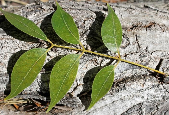 Figure 3. Leaf—Swietenia mahagoni: mahogany