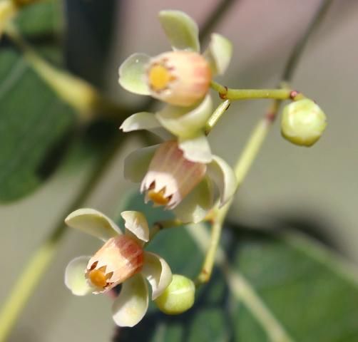 Figure 4. Flower—Swietenia mahagoni: mahogany