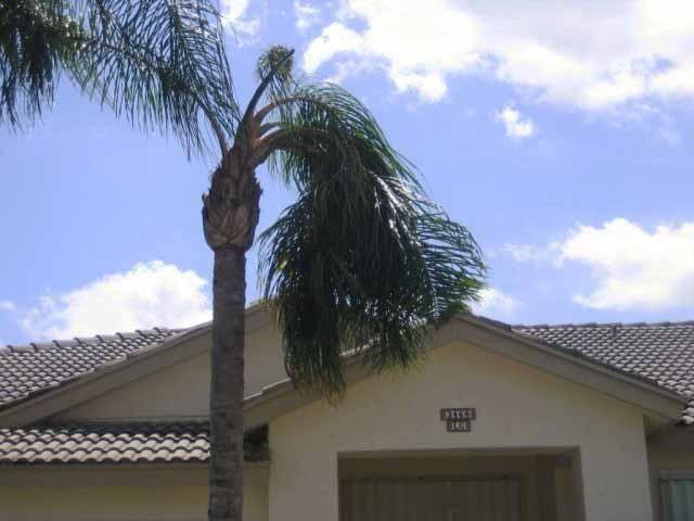 Figure 7. Stunted new leaf and sideways growth of queen palm caused by boron deficiency.