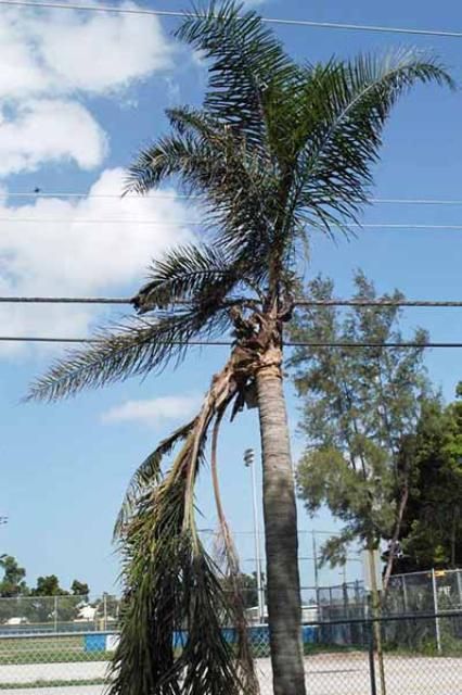 Figure 8. Branching and downward growth in queen palm caused by boron deficiency.