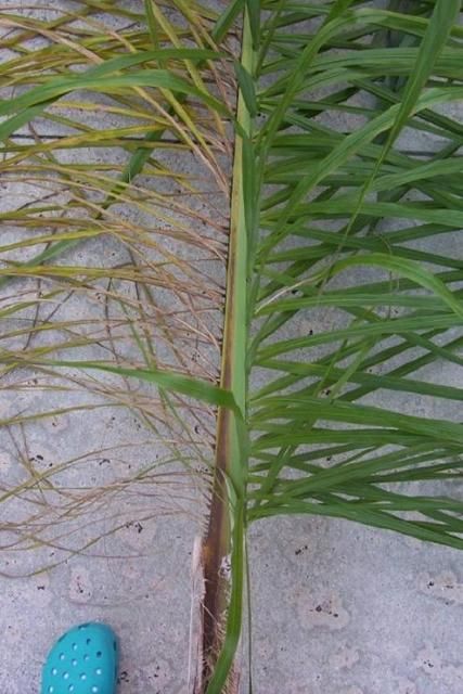 Figure 13. Reddish-brown petiole and rachis stripe of queen palm caused by Fusarium wilt. Note that leaflets on affected side are necrotic.