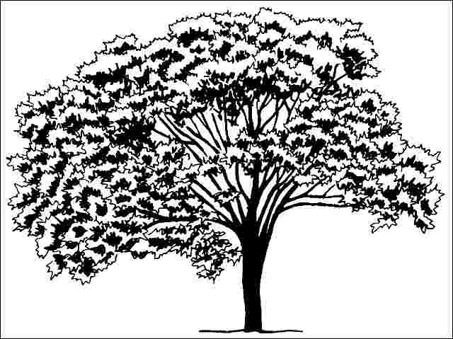 Figure 1. Mature Syringa reticulata: Japanese Tree Lilac