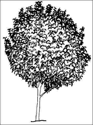 Figure 1. Mature Syringa reticulata 'Ivory Silk': 'Ivory Silk' Japanese tree lilac