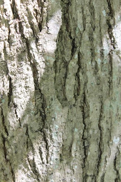 Figure 6. Bark—Tabebuia heterophylla: Pink trumpet tree