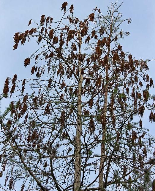Figure 5. Flower Canopy—Taxodium ascendens: pondcypress