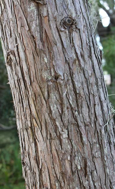 Figure 6. Bark—Taxodium ascendens: pondcypress