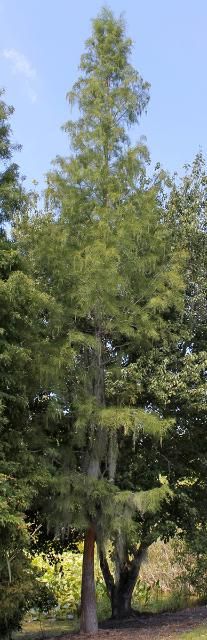 Figure 1. Full Form—Taxodium ascendens: pondcypress