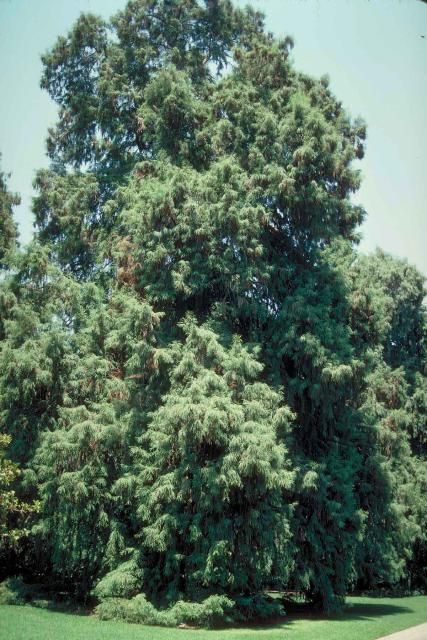 Figure 1. Middle-aged Taxodium mucronatum: Montezuma baldcypress