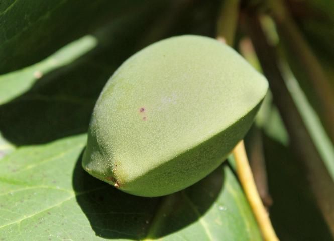 Figure 5. Fruit—Terminalia catappa: West Indian-almond