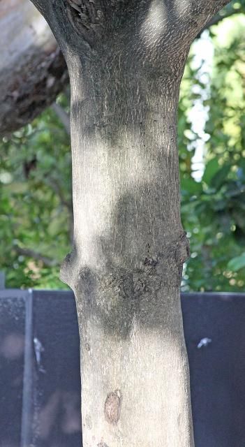 Figure 6. Bark—Terminalia catappa: West Indian-almond