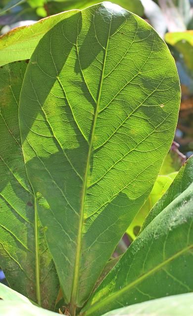 Figure 3. Leaf—Terminalia catappa: West Indian-almond