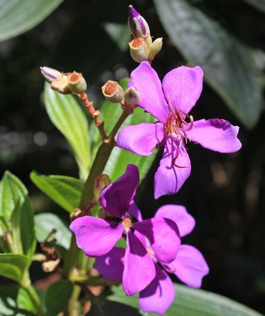 Figure 4. Flower—Tibouchina urvilleana: princess flower