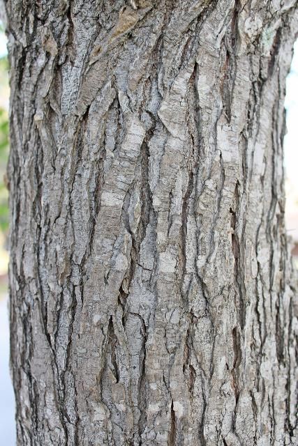 Figure 6. Bark—Ulmus alata: winged elm