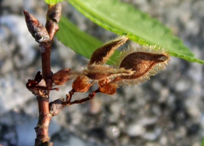 Figure 4. Fruit—Ulmus alata: winged elm