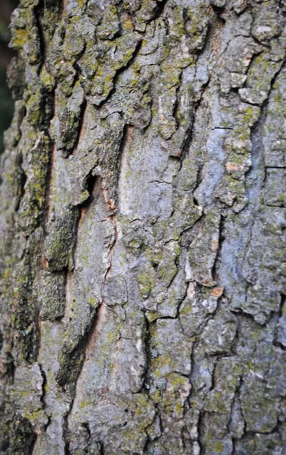 Figure 6. Bark—Ulmus americana: American elm