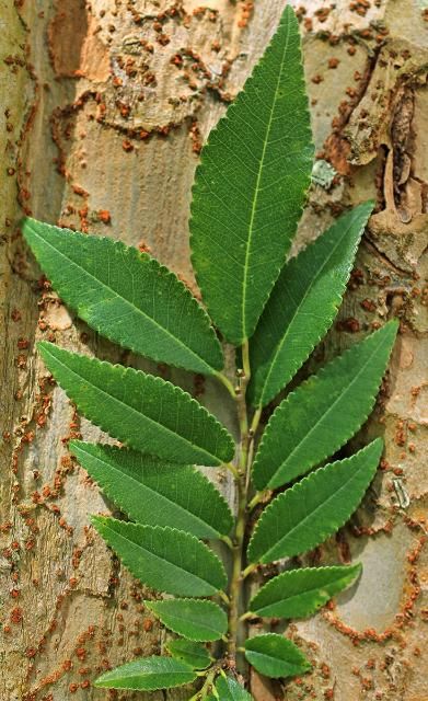 Figure 3. Leaf—Ulmus parvifolia: Chinese elm