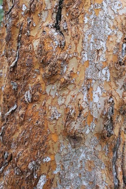 Figure 5. Bark—Ulmus parvifolia: Chinese elm