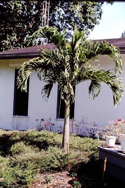 Figure 1. Adonidia merrillii, the Christmas or Manila palm.