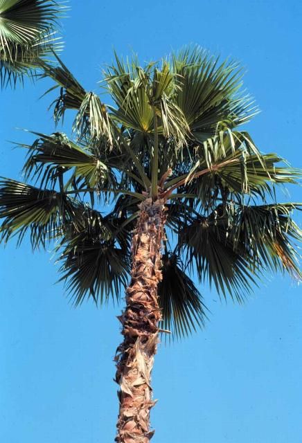 Figure 1. A typical Washingtonia robusta with less than a full 360° canopy.