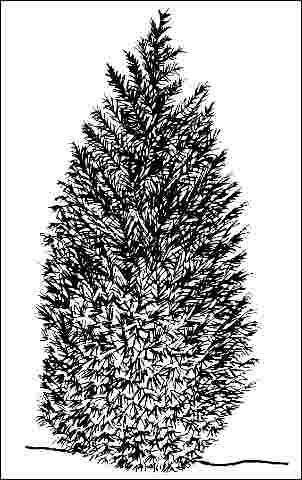 Middle-aged x Hesperotropsis leylandii 'Haggerston Gray': 'Haggerston Gray' leyland cypress.