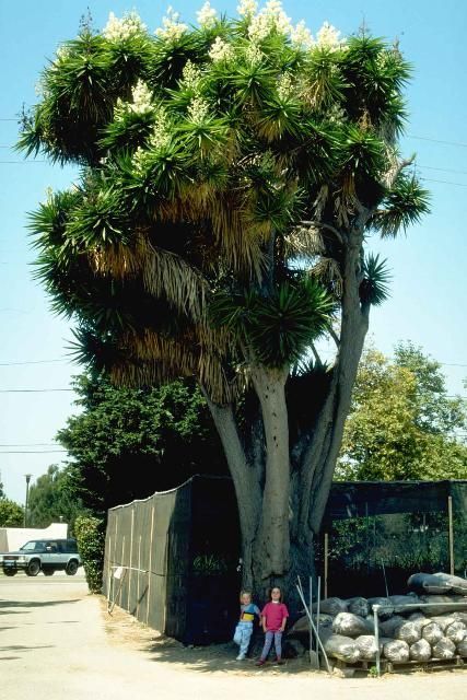 Middle-aged Yucca giganteagigantea: Spineless Yucca