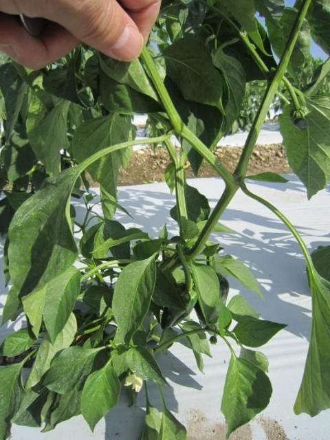 Figure 9. Poblano pepper plant.