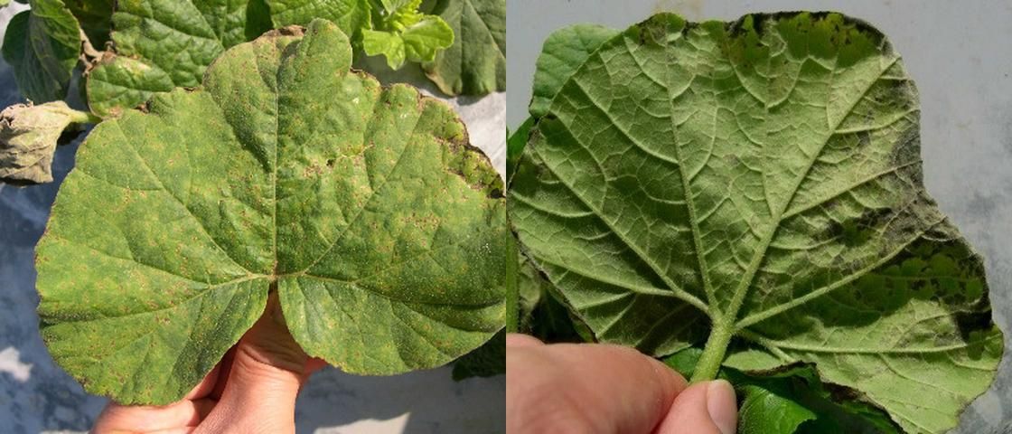 Figure 3. Symptoms of downy mildew on upper side (left) and underside (right) of butternut squash leaves. Note the gray-brown to purplish-black 'down' on the underside of the infected leaves.