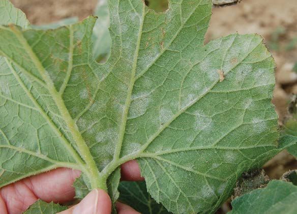 Figure 4. Powdery mildew on the lower surface of squash leaves.