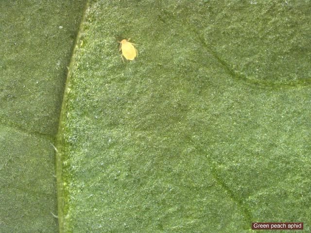 Figure 9. Green peach aphid.