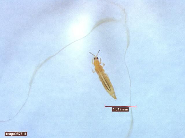 Figure 8. Melon thrips adult.