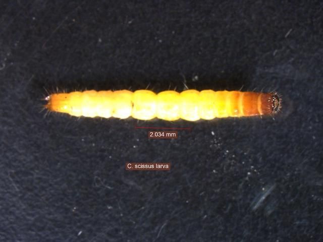 Figure 10. Conoderus scissus wireworm larva.
