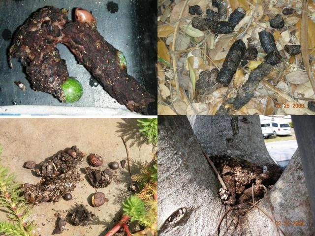 Figure 7. Raccoon droppings are about the size of dog droppings, and the composition is dependent on available food. They usually contain fruit seeds and fiber, but can also contain insect, crab, and crayfish parts, fish scales and bones, corn, birdseed, etc. Raccoons often defecate habitually in latrines on the ground, in trees, on top of logs, or in water.