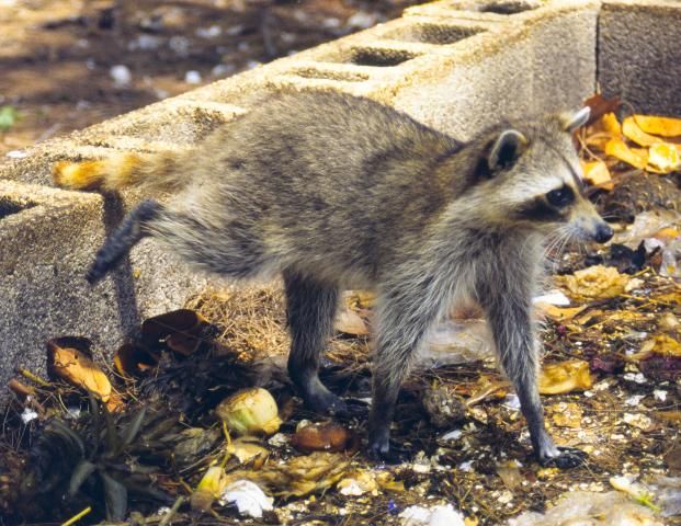 Figure 2. Juvenile raccoon photographed on Sugerloaf Key, Monroe Co., FL.