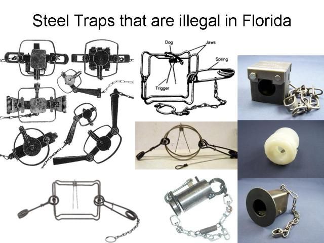 Figure 12. Steel traps: leghold and body-gripping traps are illegal to use in Florida without a steel trap permit issued by the Executive Director of the Florida Fish and Wildlife Conservation Commission. FWC has not issued steel trap permits for raccoons.