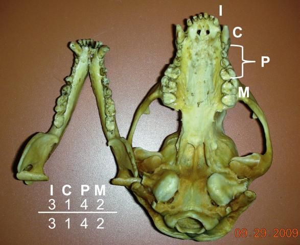 Figure 4. Ventral view of the skull of an adult raccoon with the dental formula given.