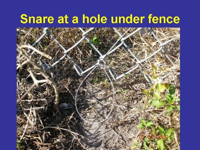 Figure 11. Locking wire snares are legal for capturing furbearers and nuisance wildlife in Florida. Be aware that they are controversial because they can catch and harm non-target pets and wildlife.