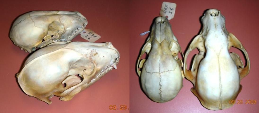 Figure 3. The skulls of a juvenile (l) and adult male raccoon (r) showing the differences in the sutures of the cranium and the sagital crest development.