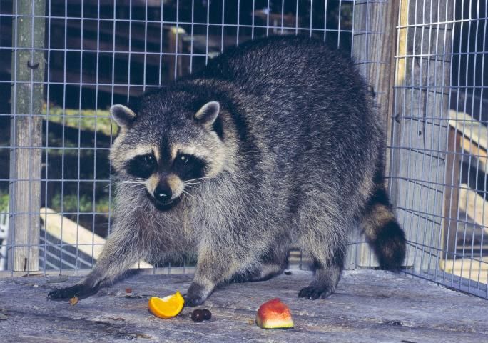 Figure 1. Northern raccoon, Procyon lotor, adult male.
