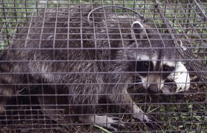 Figure 10. Raccoon caught in a live trap. This is often the first considered, yet least desirable management option.