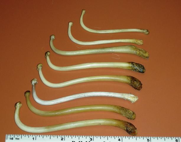 Figure 5. The distinctive os baculum or penis bone of male raccoons.