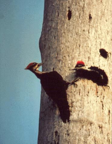 Figure 12. Woodpecker nesting cavity.