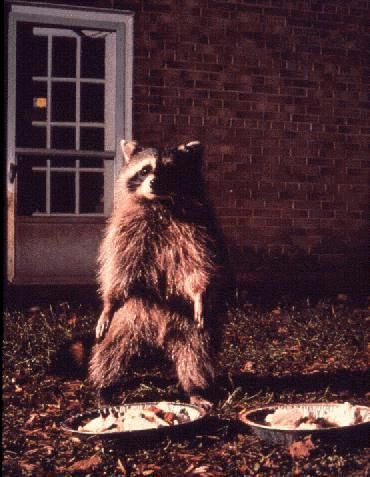 Figure 13. Urbanized raccoon taking advantage of pet food.