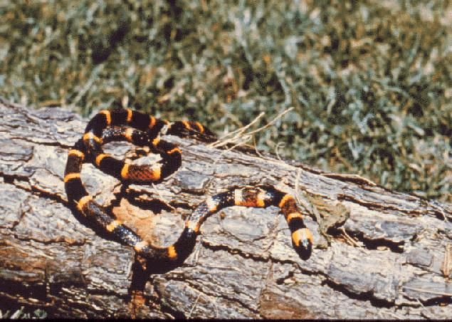 Figure 17. Poisonous Eastern coral snake.