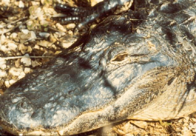 Figure 16. Wild alligator face.